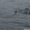 Koeln2014_1 (70)